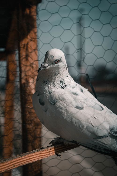 Free Detailed view of a white pigeon perched inside a wire cage. Stock Photo