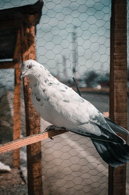 كيفية التخلص من حمامات الازعاج باستخدام شبك طارد الحمام في الرياض - طرق متعددة للتخلص من حمامات الازعاج