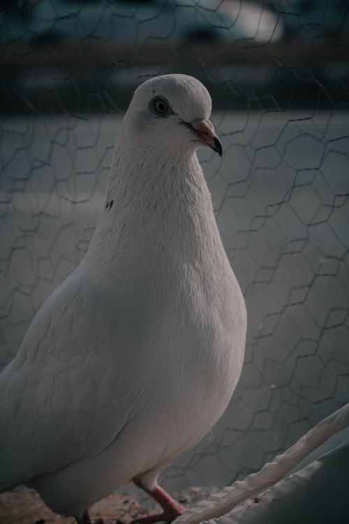 Free Close-up portrait of a white dove with soft feathers and intricate details, perched gracefully. Stock Photo