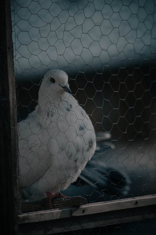 Dove in a Cage 