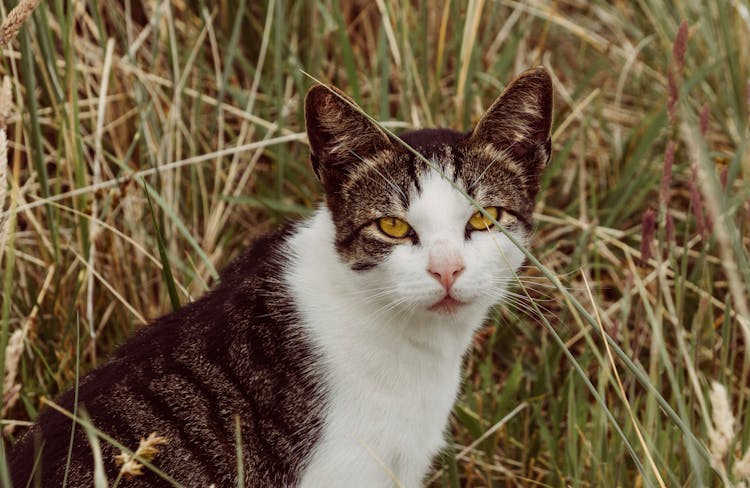 Cat In Grass