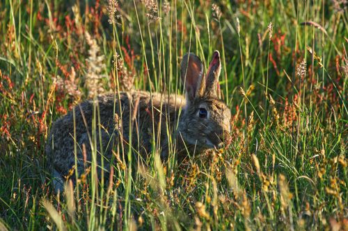 Free A close-up of a wild rabbit nestled in colorful grassland, highlighting nature's beauty. Stock Photo