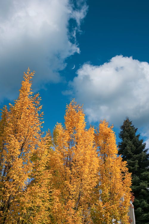 Yellow Leaves on a Tree During Autumn