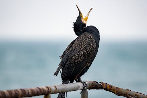 Great Cormorant Perched on Brown Stick