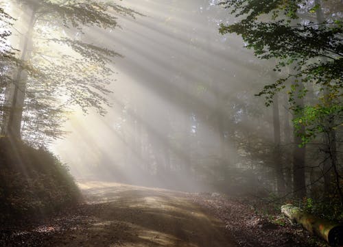 太陽の光, 道路, 霧が多いの無料の写真素材