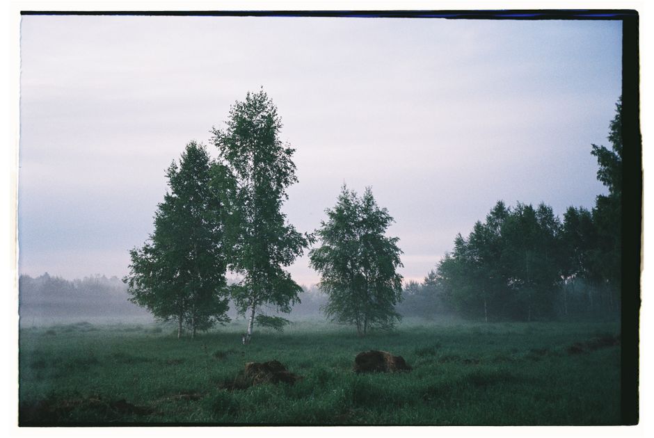 Serene misty landscape of trees in a foggy woodland setting during early morning.