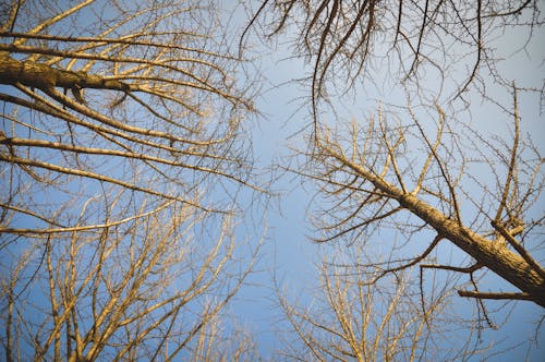 Bezpłatne Darmowe zdjęcie z galerii z błękitne niebo, gałęzie, gołe drzewa Zdjęcie z galerii
