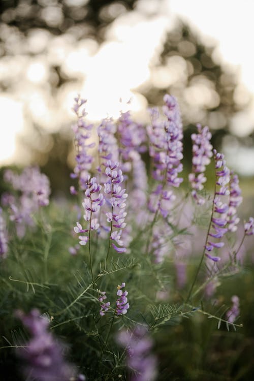 Delicate Purple Flowers on a Field 