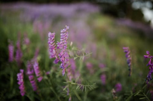 Gratis stockfoto met bloeiend, bloemen, blurry achtergrond