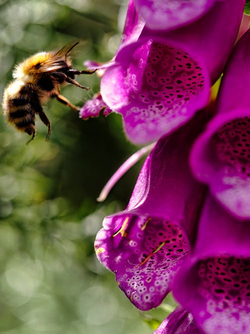 A Bee Near Purple Flowers