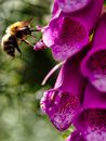 Herbaceous Images