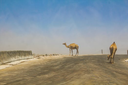Camels roam freely across a road in Salalah, Oman, under a clear blue sky.