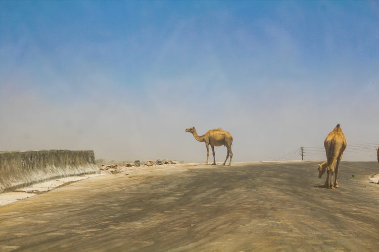 Camels Walking On Concrete Road