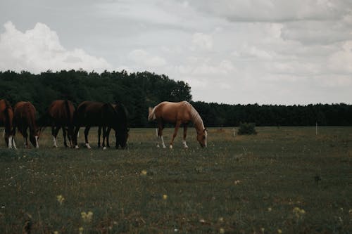 Free Brown Horses on Green Grass Stock Photo