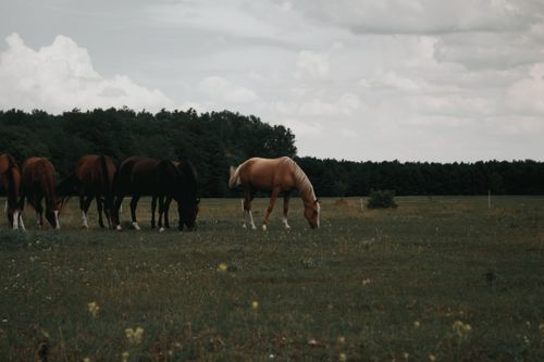 Free Brown and palomino horses grazing peacefully in a lush Hungarian field under a cloudy sky. Stock Photo