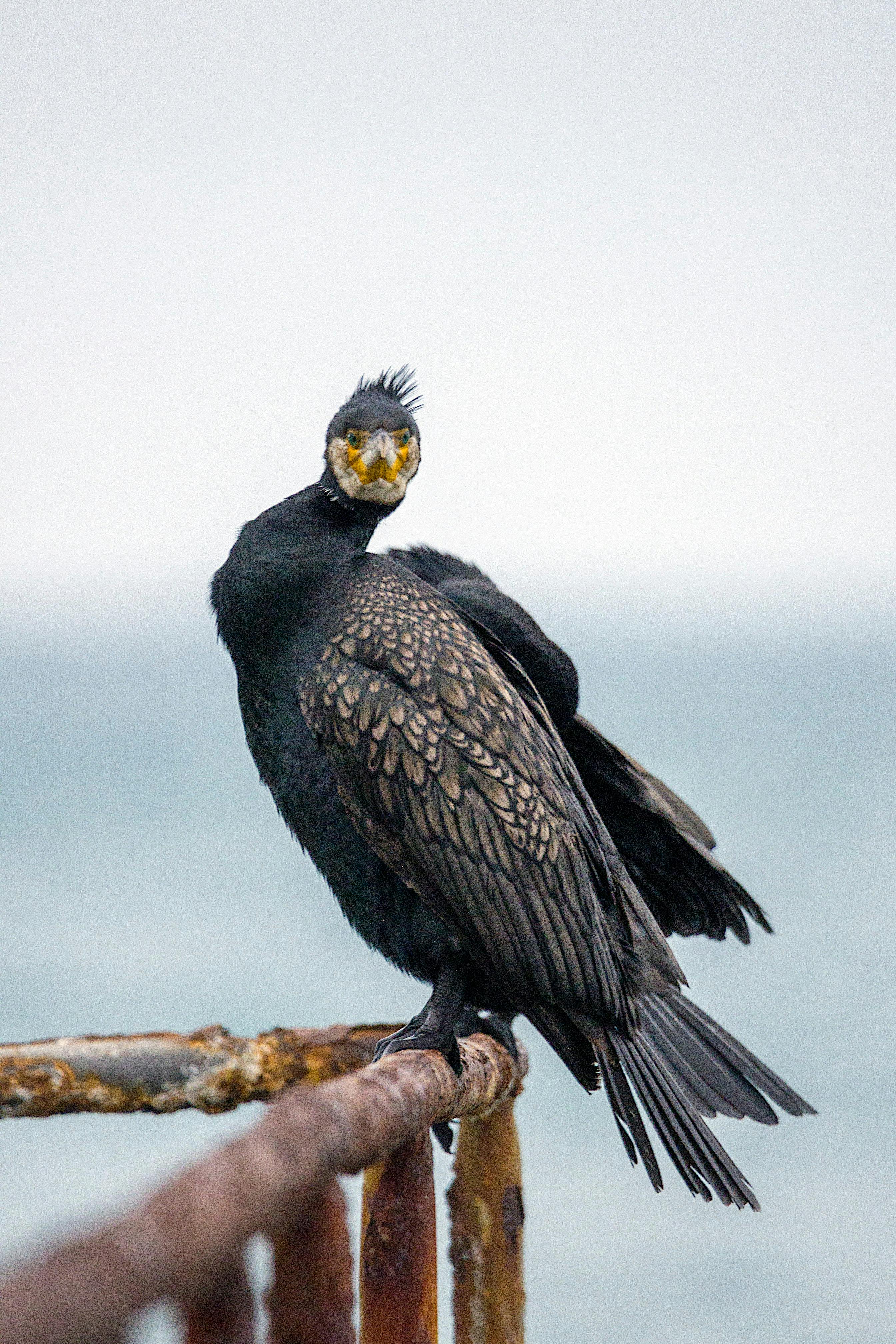 A CloseUp Shot of a Great Cormorant · Free Stock Photo