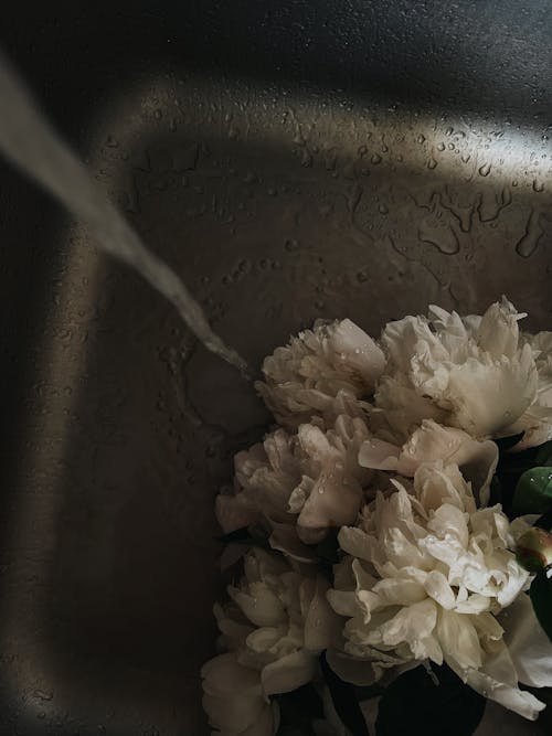 Free White Flower on Black Ceramic Bowl Stock Photo