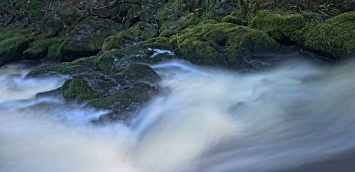 Free stock photo of long exposure, moss, river