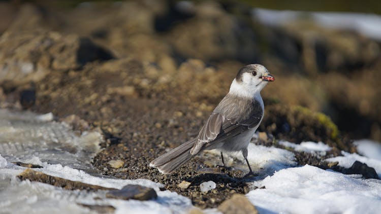 Bird On Ground In Snow