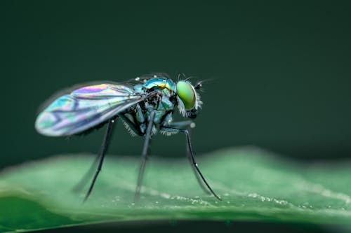Macro of Fly Sitting on Leaf