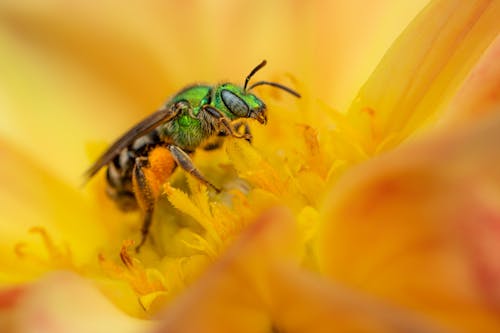 Green Bee Sitting inside Yellow Flower