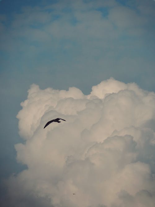 Immagine gratuita di animale, cielo, cloud