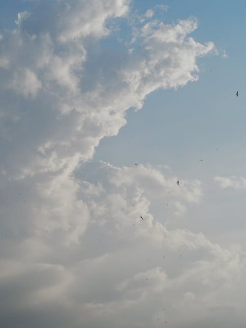 Photos gratuites de animaux, ciel, contre-plongée