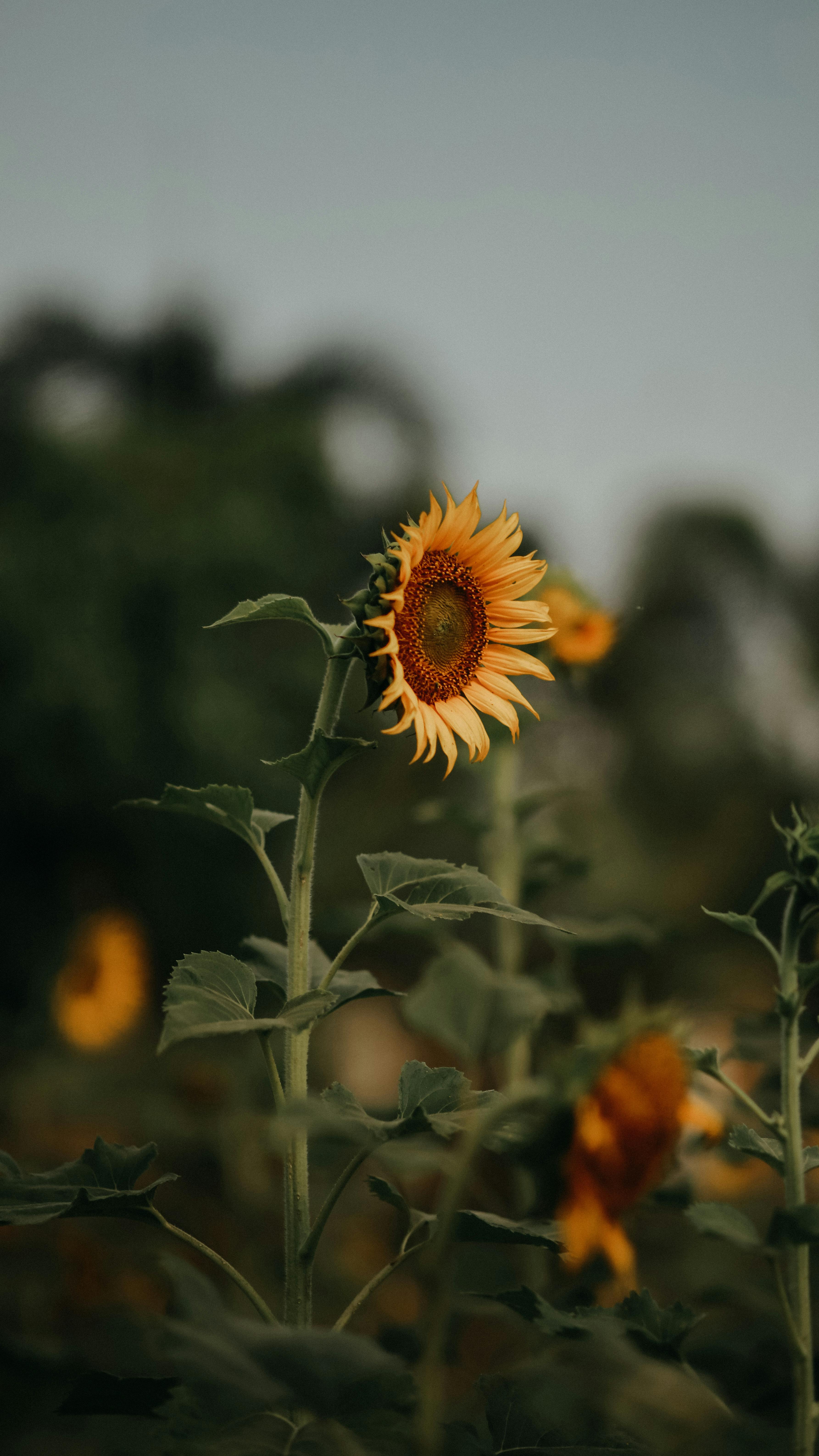 Sunflower Lock Screen Wallpaper Photos, Download The BEST Free