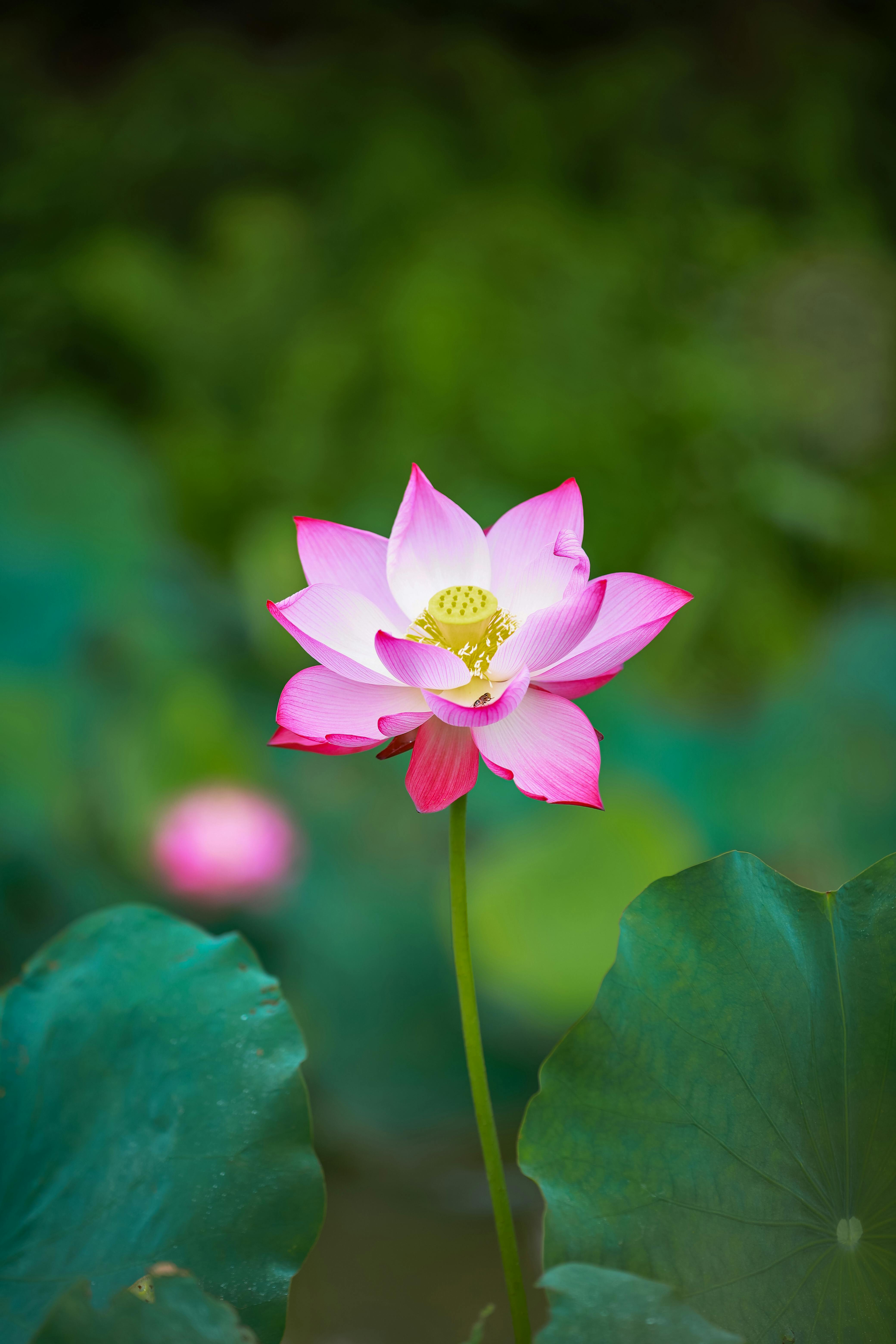 Categoría «Flor del loto» de fotos de stock, 5,095,748 imágenes
