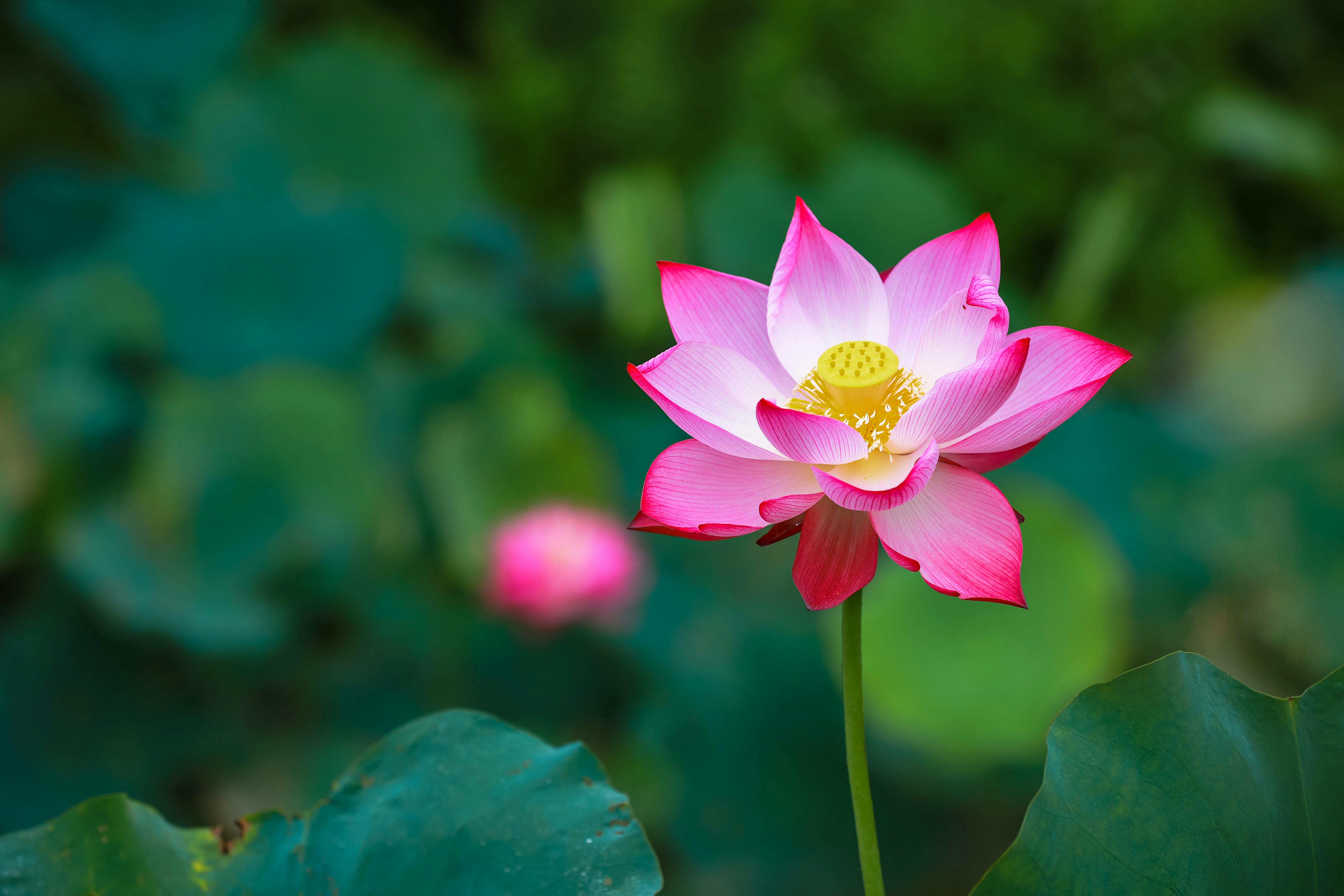 Blooming Sacred Lotus · Free Stock Photo