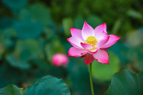 Foto profissional grátis de aumento, delicado, flor cor-de-rosa