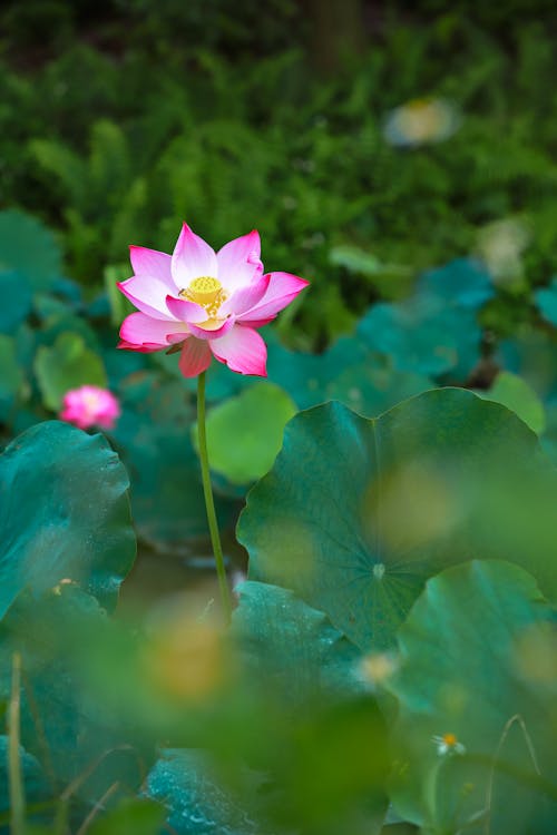 A Pink Lotus Flower in Bloom
