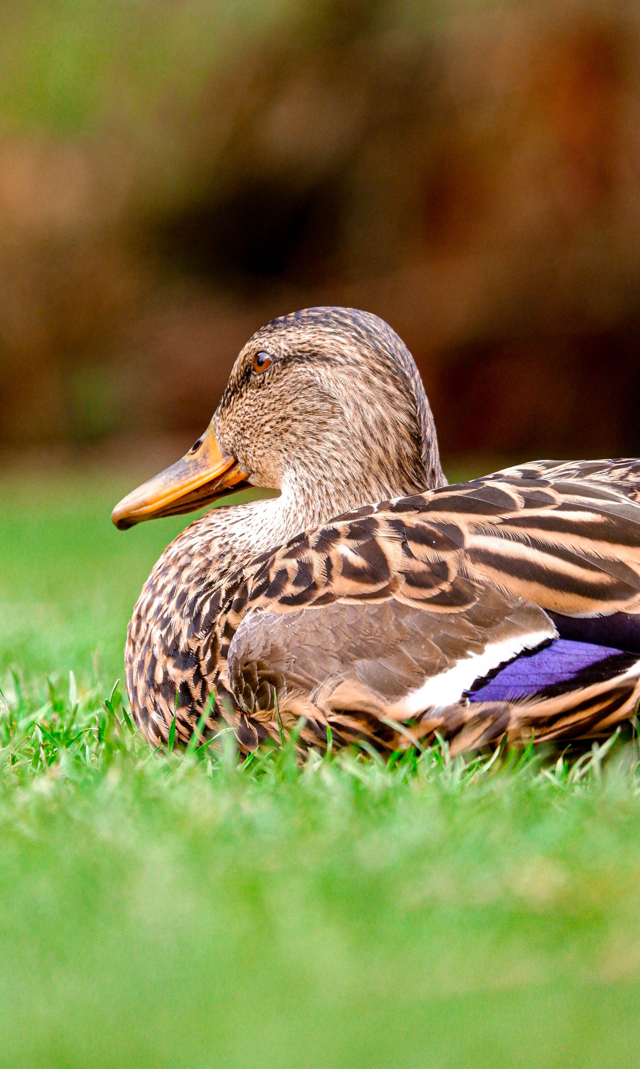 Common Duck Photos, Download The BEST Free Common Duck Stock Photos ...