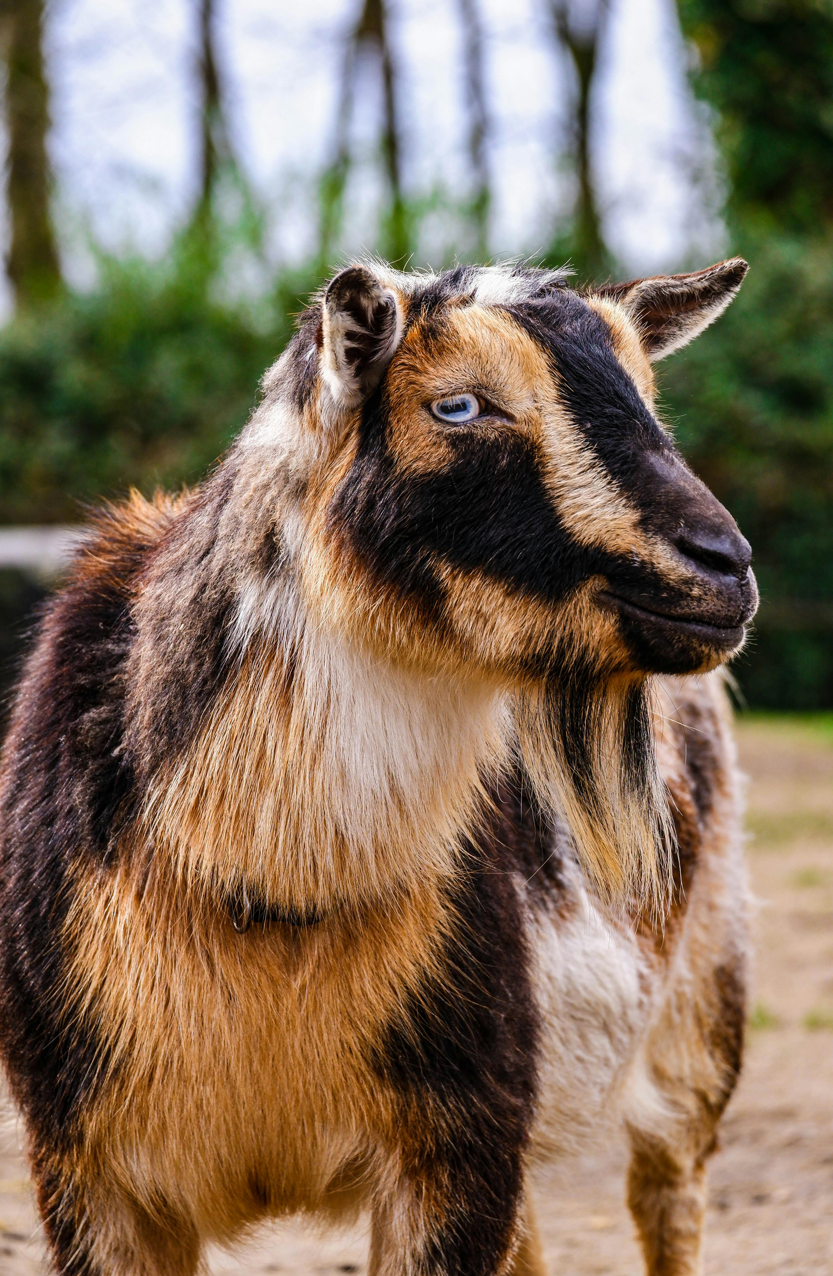grátis Foto profissional grátis de agricultura, animais selvagens, animal Foto profissional