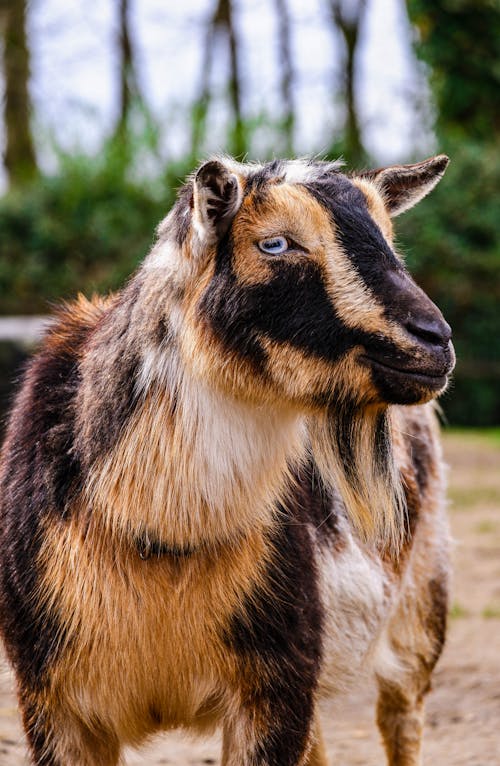 Free A Brown and Black Goat in Close-up Shot Stock Photo
