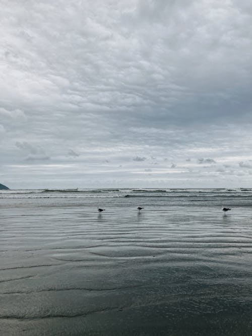 Бесплатное стоковое фото с берег моря, вертикальный выстрел, вода