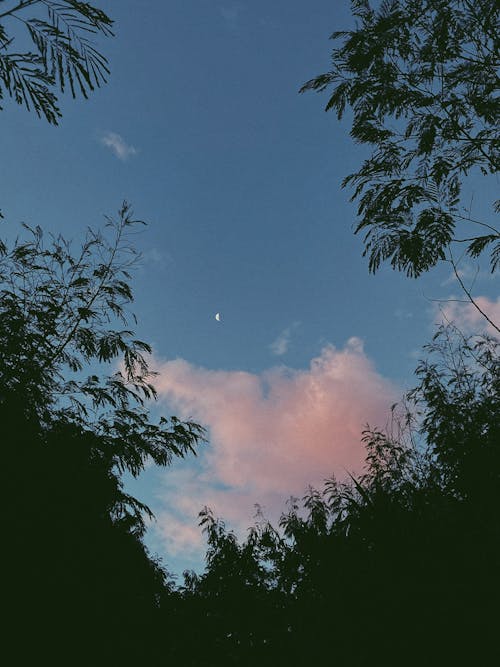 垂直拍攝, 新月, 日落 的 免費圖庫相片