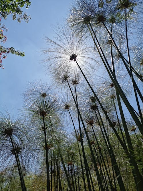 Imagine de stoc gratuită din arbori, cdmx, contra luz