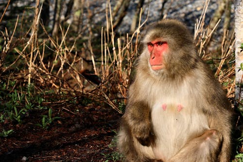Macaque Sitting on Ground