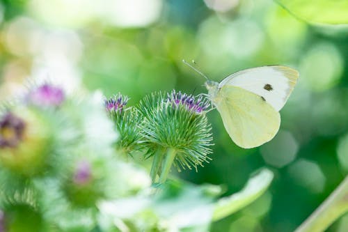 Cabbage White Butterfly Perching on Purple Flower in Selective Focus Photography