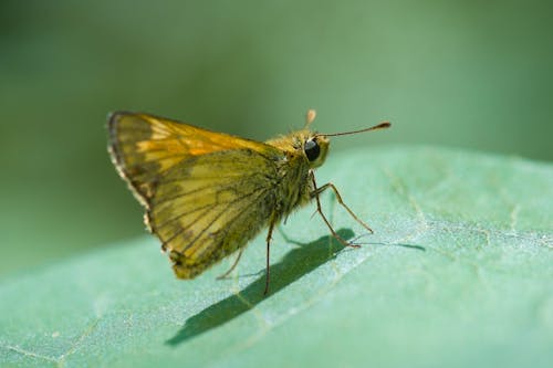 Free stock photo of animal, biology, butterfly