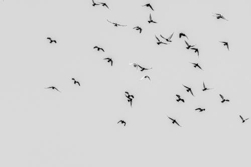 Darmowe zdjęcie z galerii z dzikie ptaki, latanie, obserwowanie ptaków
