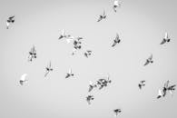 Low Angle Shot of Flying Birds