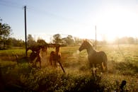 在拉脱维亚黎明时分宁静的乡村，阳光明媚的田野上，马匹静静伫立