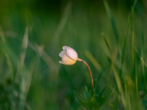 Gratis lagerfoto af blomst, blomstrende, forårsblomst