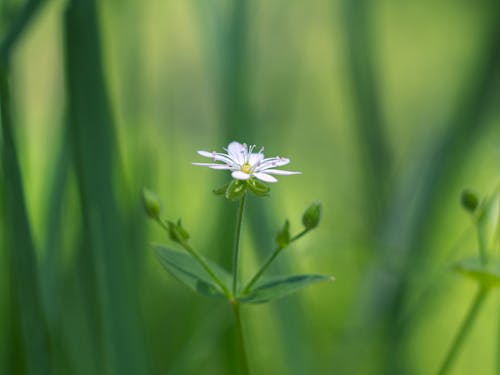 별꽃 풀, 아름다운 꽃, 하얀 꽃의 무료 스톡 사진