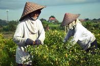 Farmers harvesting chilis under sunny skies in Bali, Indonesia.