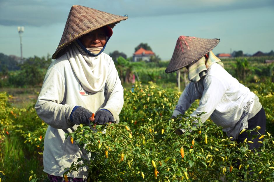 Bertahan di Tengah Keterpencilan: Potensi Ekonomi Lokal Sugapa