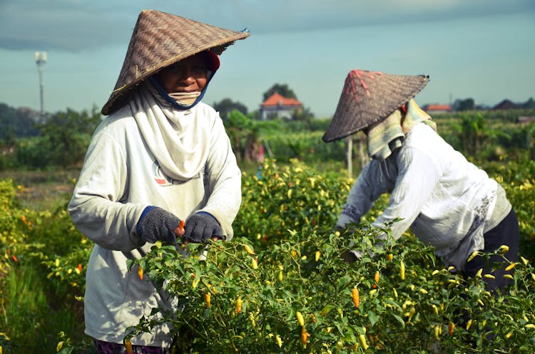 Farmers Picking Chili In A Farm