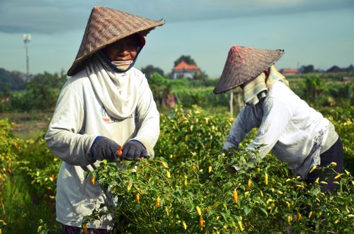 Free Farmers harvesting chilis under sunny skies in Bali, Indonesia. Stock Photo